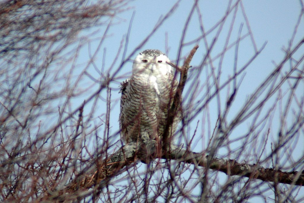 Owl, Snowy, 2006-03159087 Parker River NWR, MA.JPG - Snowy Owl, Parker River NWR, MA 2006